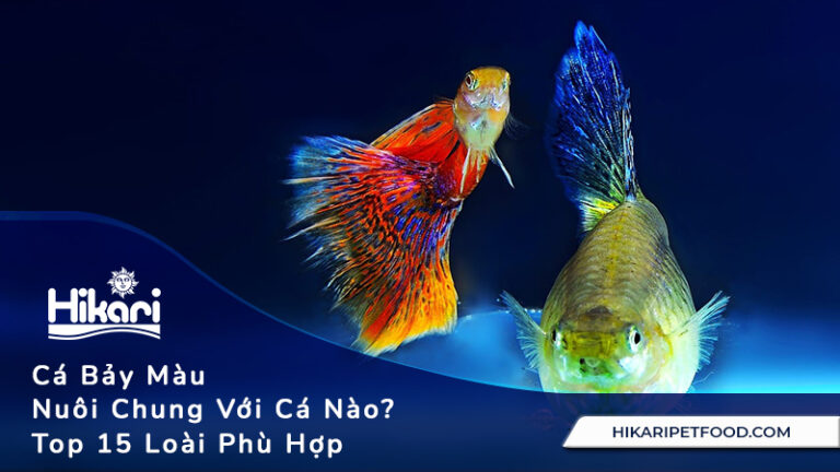 Cá Bảy Màu Nuôi Chung Với Cá Nào? Top 15 Loài Phù Hợp
