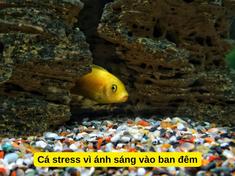 Cá stress vì ánh sáng vào ban đêm