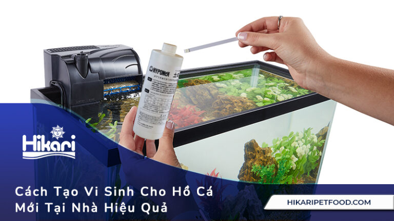 Cách Tạo Vi Sinh Cho Hồ Cá Mới Tại Nhà Hiệu Quả, Nhanh Chóng