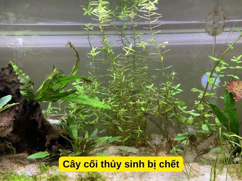 Cây cối thủy sinh bị chết
