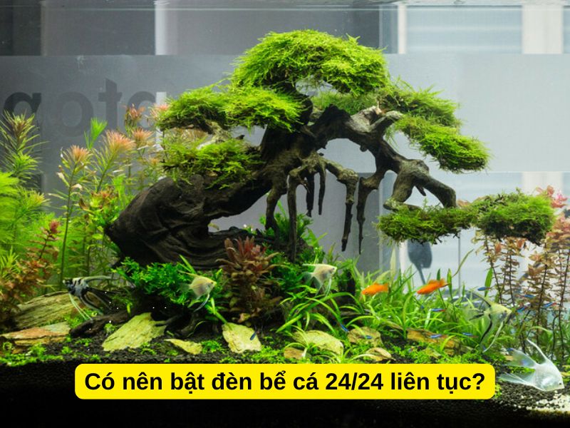 Có nên bật đèn bể cá 24/24 liên tục?