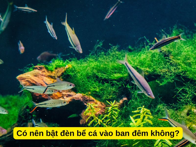 Có nên bật đèn bể cá vào ban đêm không?