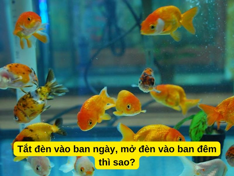 Tắt đèn vào ban ngày, mở đèn vào ban đêm thì sao?