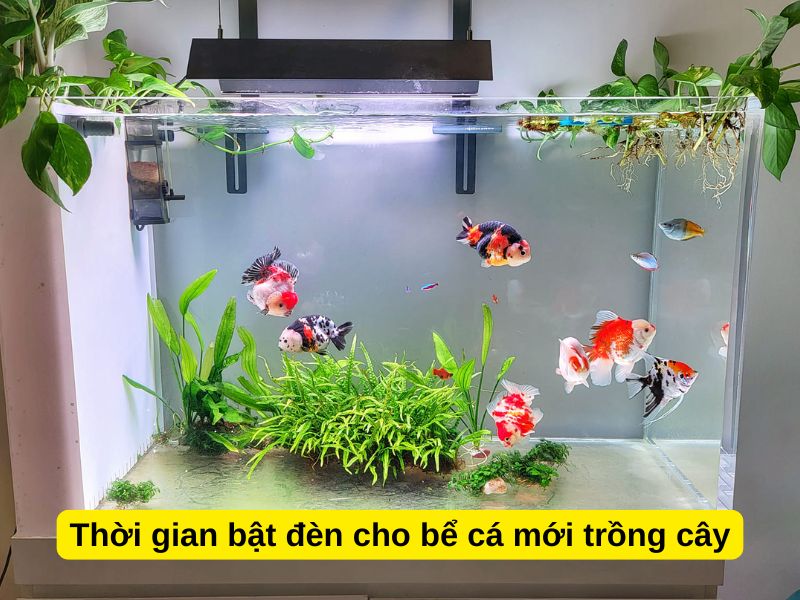 Thời gian bật đèn cho bể cá mới trồng cây