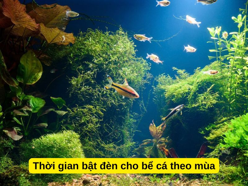 Thời gian bật đèn cho bể cá theo mùa