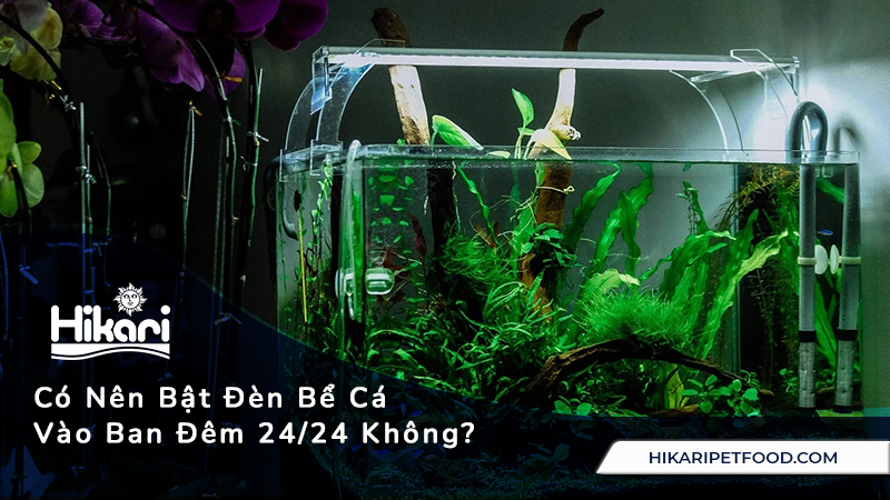 Có Nên Bật Đèn Bể Cá Vào Ban Đêm 24/24 Không?