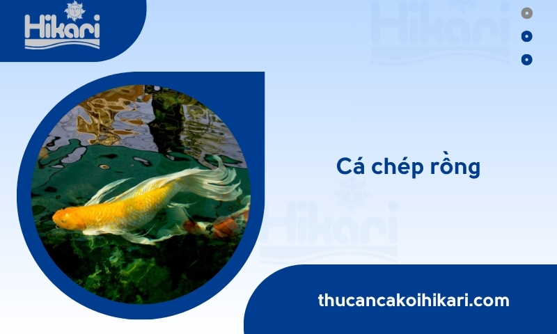 Cá chép rồng: Đặc điểm, ý nghĩa phong thủy & cách nuôi chuẩn