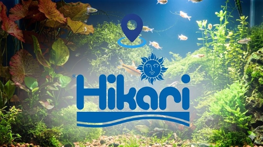 Hikari - Địa chỉ cung cấp thức ăn chính hãng cho cá chép vàng và cá Koi